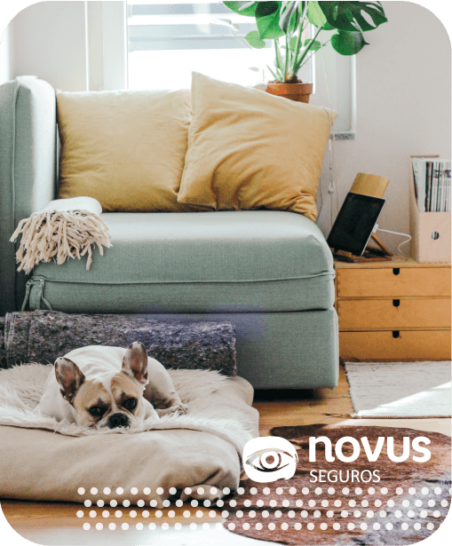 Seguro de vida para tu mascota | Seguros Novus