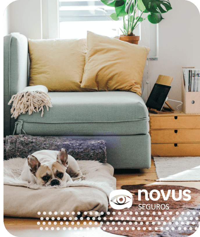 Seguro de vida para tu mascota | Seguros Novus